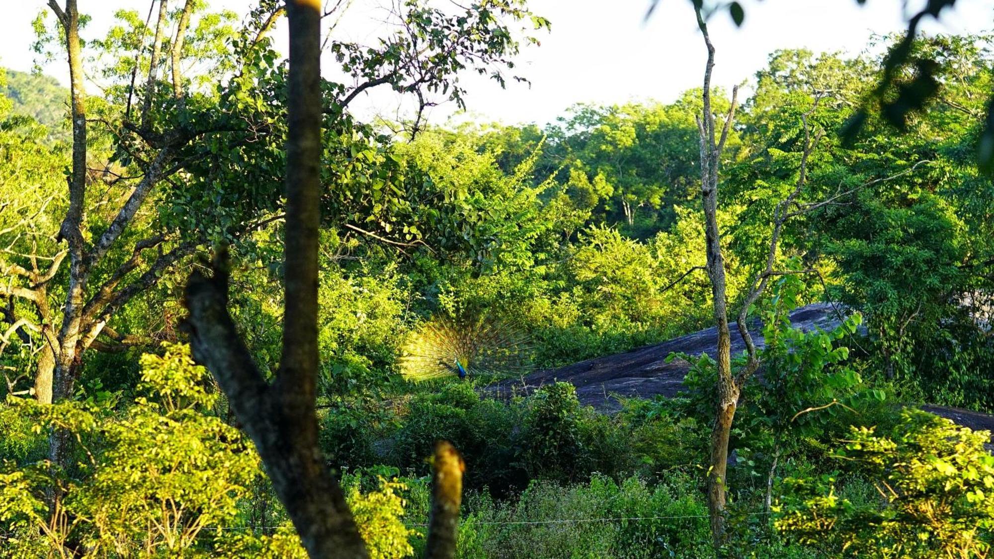 Sigiri Saat Cabana Sigiriya Exterior photo